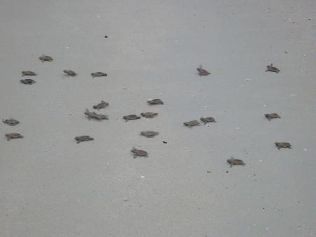 .... und da sind die Athleten (eine Schildkröte war vielleicht so groß wie meine halbe Hand)