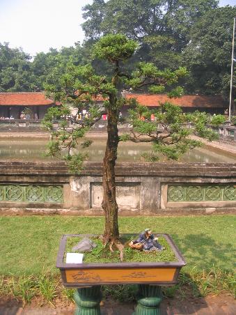 Im Tempel gab es gerade eine Bonsai Ausstellung - hier das "Kunstwerk" lesender Mönch unterm Baum