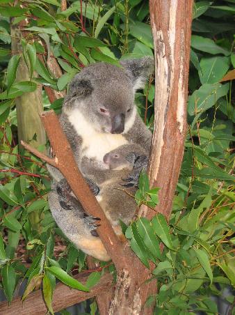 Und hier ein Koale mit Baby!!!!!
