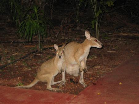 Kangaroo mit Joey