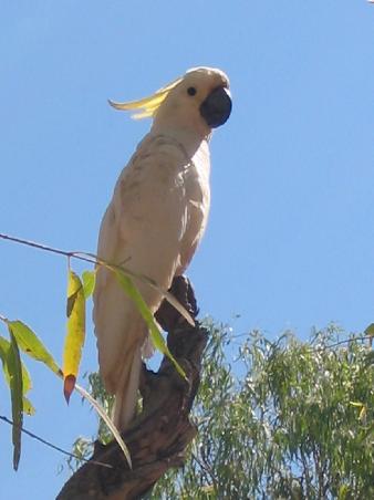 Schoener Kakadu