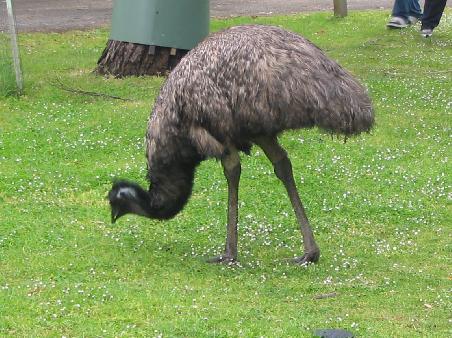 Ein Emu in freier Wildbahn im Tower Hill National Park