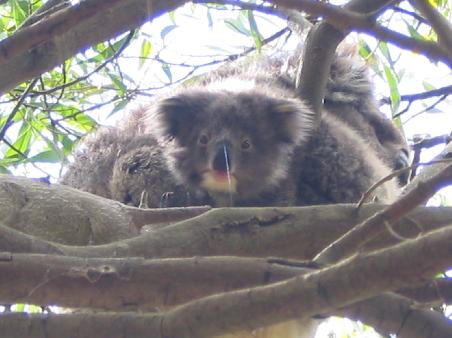 Und noch zwei suesse Koalas: Mama mit etwas vorwitzigem Baby