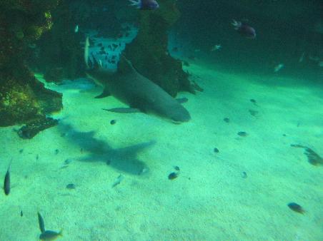 Netter Hai....zum Glueck hinter dicken scheiben im Sydney Aquarium!