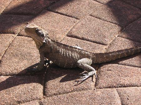 Der ist doch nett, oder? Ein Eastern Water Dragon!