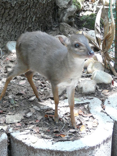 Ein Blue Duiker