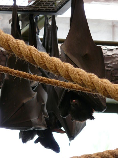 Freche Fledermäuse; strecken einfach die Zunge raus...