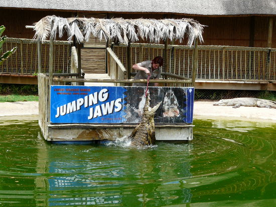 Jumping Croco