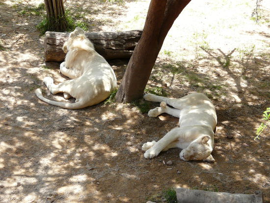 Faule weiße Löwen