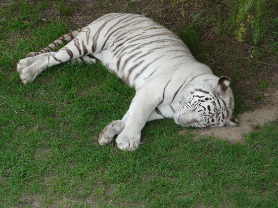 und ein fauler weißer Tieger
