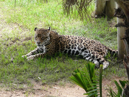 Der einzigste Leopard den wir in Südafrika gesehen haben