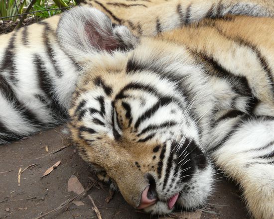 Tja die drei hatten vorher viel rumgetobt und waren dann gaaaaanz müde.