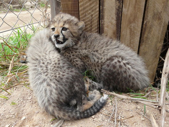 Lass mich in Ruhe ich hab keine Lust mehr...