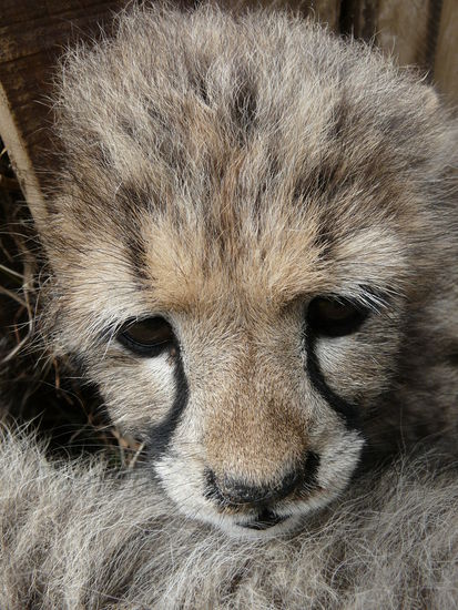 ...ich bin doch auch müüüüde....