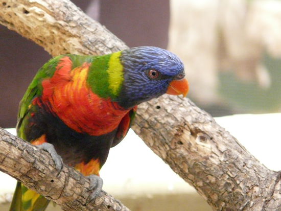 und nen Vogel haben die hier auch noch