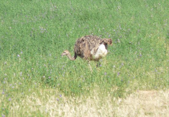 Ein Junger Strauß...