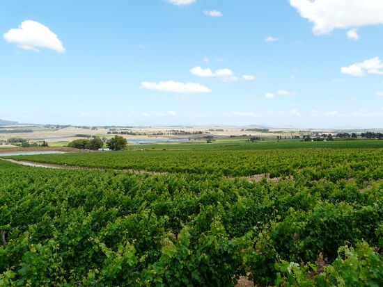 Blick über das Weinanbaugebiet