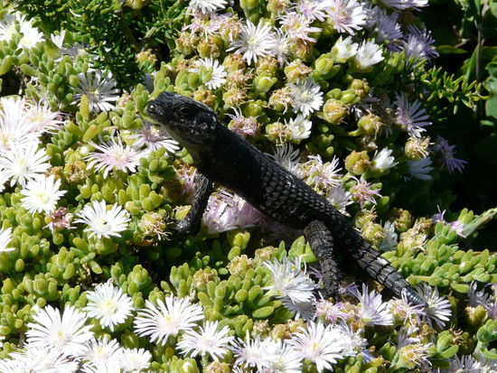 Diese kleinen Echsen waren überall am Wegrand zu sehen