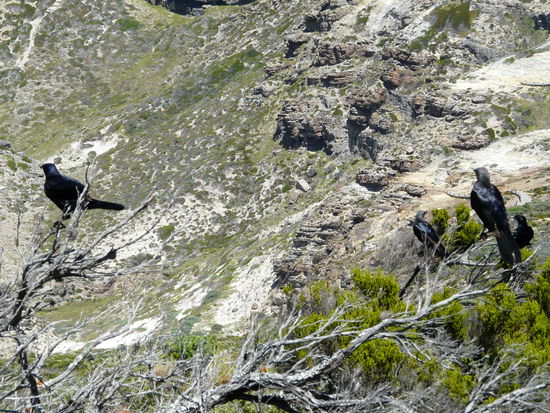 Die Vögel hier haben irgend was aus den Büschen aufgepickt