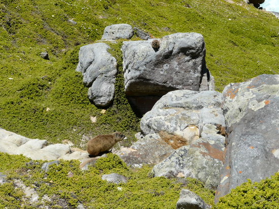 Daaa sind die süßen Pelztierchen! Ein Suchbild mit ein paar Klippschliefern