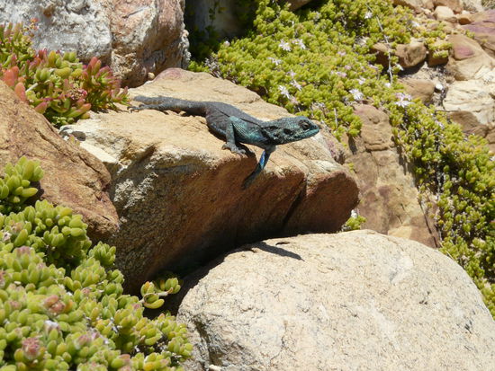 Und hier noch eine schöne Echse