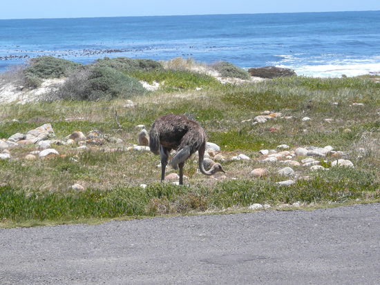 Wilder Strauß am Kap