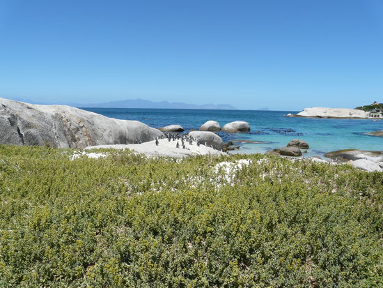 Der Boulders Beach; na habt ihr sie schon entdeckt?!?