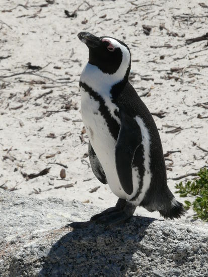 Ein Brillenpinguin zum anfassen nah