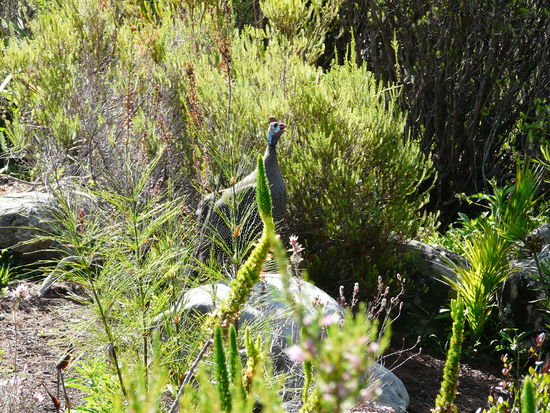 Der Schreihals hier hat sich in den Botanischen grateen eingeschlichen: ein Perlhuhn