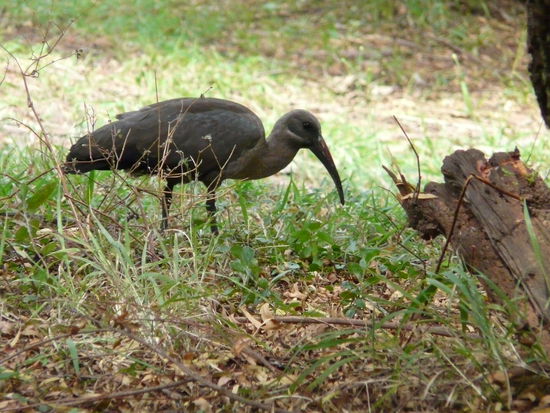 Der 'komische Vogel' ein Hagedash