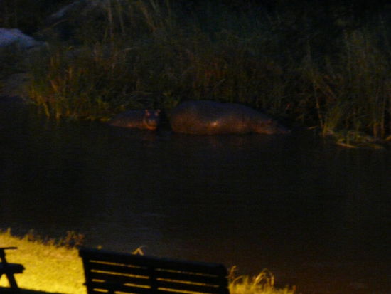 Die süssen, aber nicht ungefährlichen Hippos in der Abendbeleuchtung.