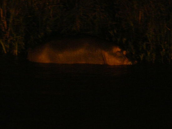 Und noch mal Hippo Alarm 