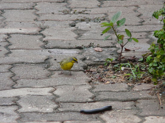Das ist eins der frühen Vögelchen (ein Weber), aber ich glaube es fängt nicht den Wurm  ääähhhh Tausendfüssler 