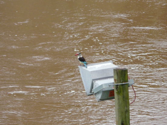 Und hier ein Braunkopfliest