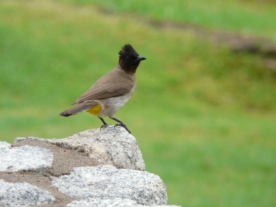 Und der ist vor allem wegen dem Namen hier: ein Graubülbül