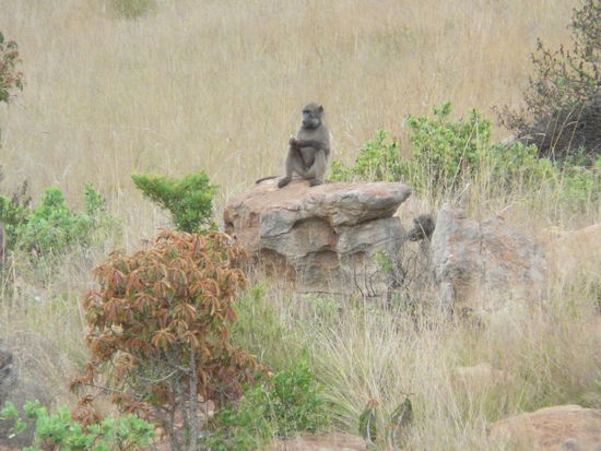 Ach ja der ist uns unterwegs begegnet: ein kleiner futternder Pavian