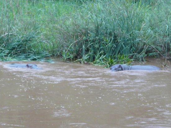 Und noch mal Hippos; diesmal sogar noch im hellen!