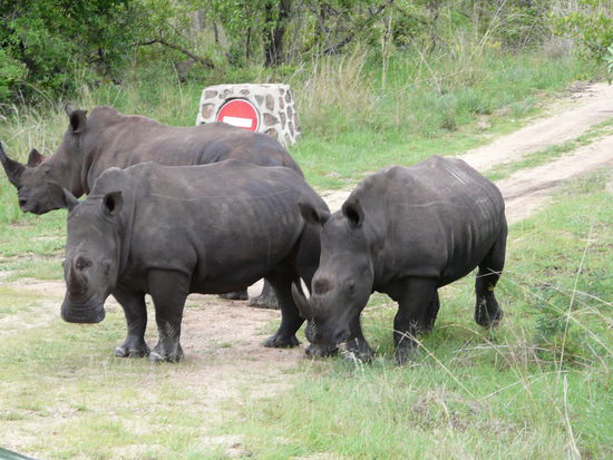 Die ersten Tiere die wir im Krüger Park sehen: gleich eine ganze Horde Rhinos