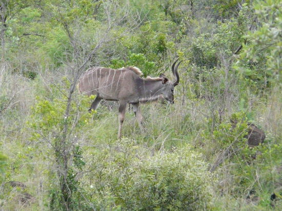 Ein Kudu