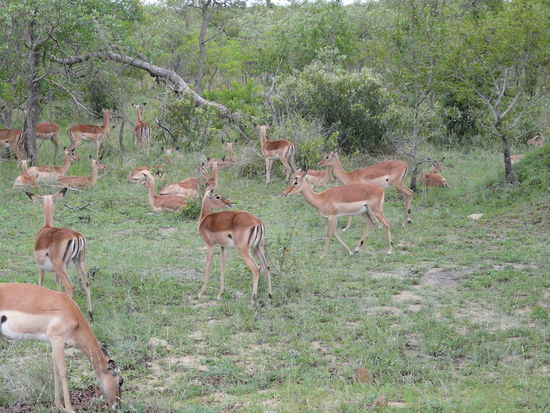 Eine Impala Herde