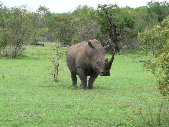 Hier noch mal ein posendes Rhino