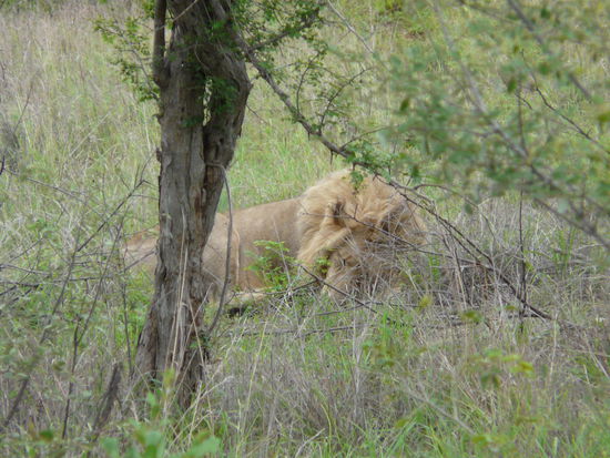 Der Löwe hier war da nicht so willig