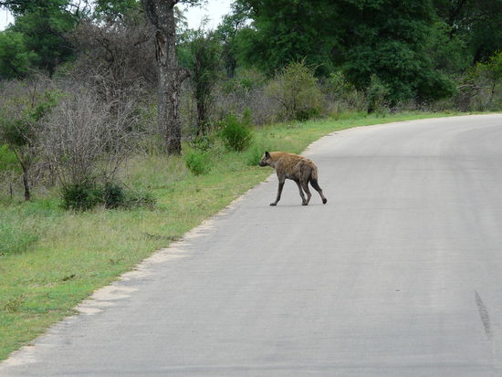 Und die Hyäne auch nicht so wirklich