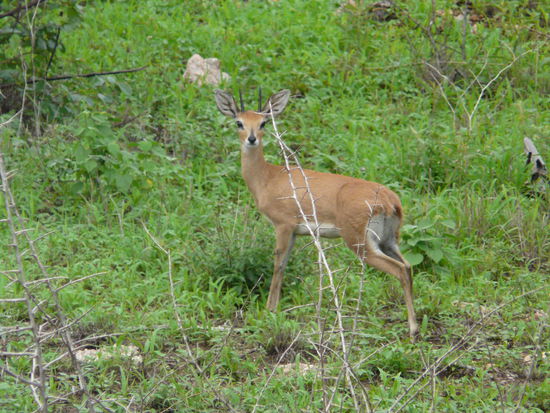 Ein hübscher Steinbock