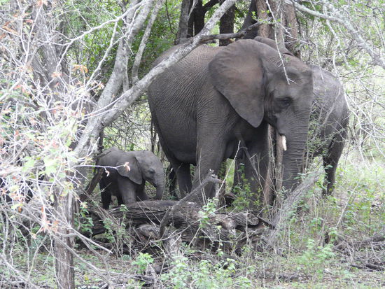 Und hier noch tolle Elefanten; leider erst mal das letzte Bild 