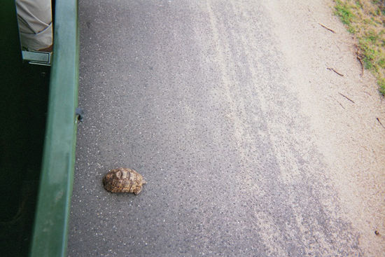Und das ist eine der vielen Schildkröten die uns über den Weg gelaufen sind.