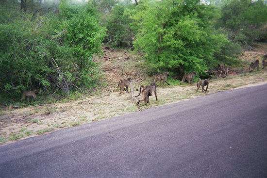 Die Affen sind los! Teil 1