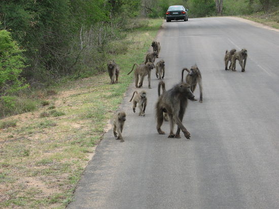 Die Affen sind los Teil 2