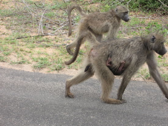 Und hier ist sogar noch ein Affenbaby an Bord