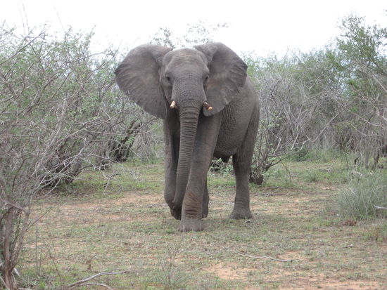 Schicker Elefantenbulle